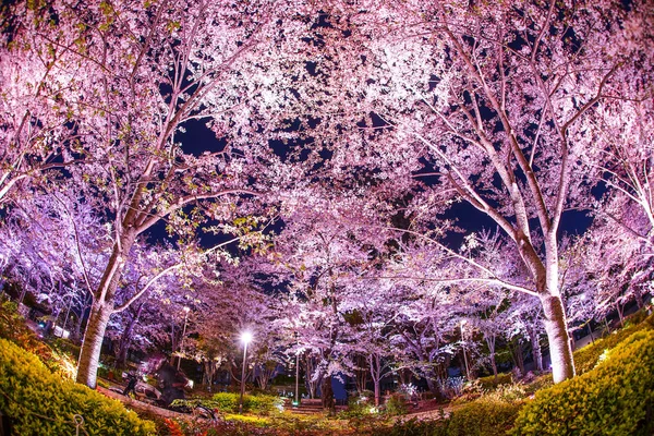 東京ミッドタウンの桜 — ストック写真