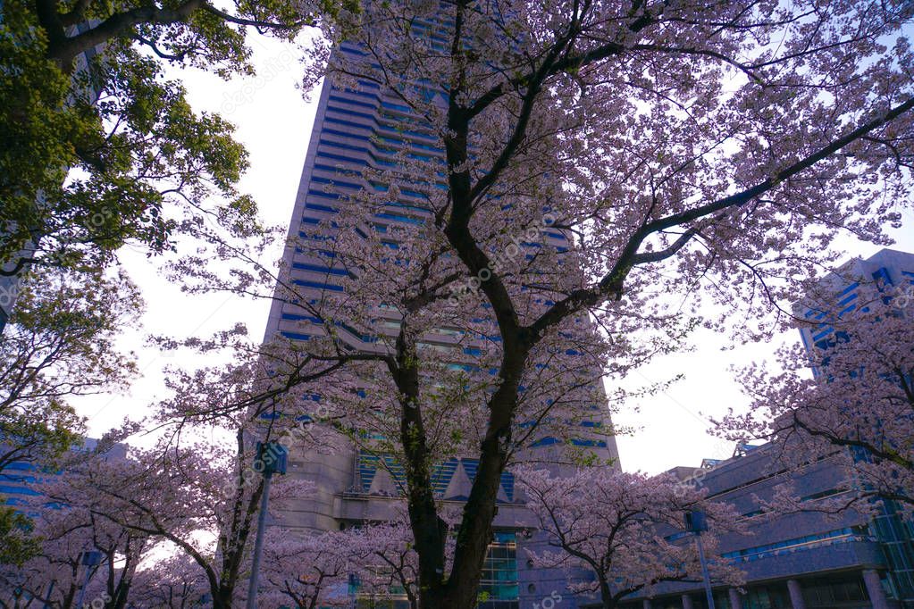 Sakura and Yokohama skyline in full bloom