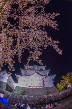 Odawara Kalesi ve kiraz çiçekleri