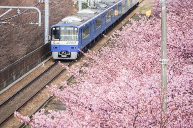 Kawazu kiraz ağacı ve Keikyu hattı (Miurakaigan)