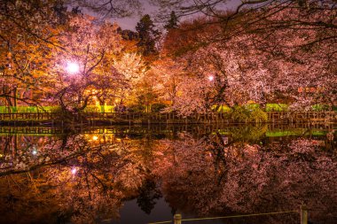 Inokashira Parkının kiraz çiçekleri (Inokashira Park))