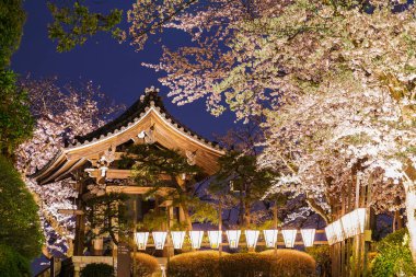 Tapınağa ve gece kiraz çiçeklerini görmeye gidiyorum.