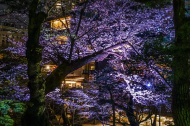 Bahar Japon bahçesinin resmi