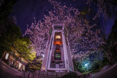 Kiraz çiçekleri ve Yokohama Motomachi telefon kulübesi.