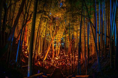 Bambu koruluğunun küçük çaplı aydınlığı (Vatandaşın küçük masa kalesi ormanı))