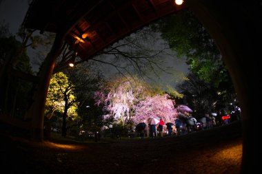 Rikugien 'in çiçek açmış kiraz ağacı.