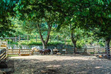 Atlar ve koyunlarla manzara