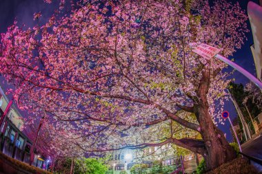 Kiraz çiçekleri ve Motomachi Yokohama şehri tamamen çiçek açmış.