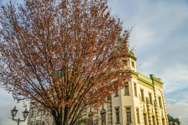 Sonbahar renklerinde ağaçlar ve Kawagoe şehir manzarası