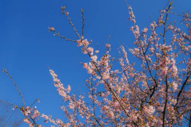 Mavi gökyüzü ve kiraz rengi görüntü