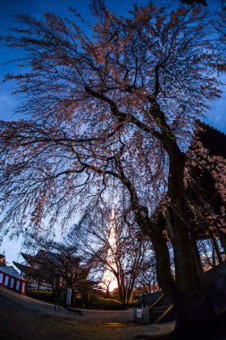Tokyo Tower visible from the cherry tree of Zojoji Temple