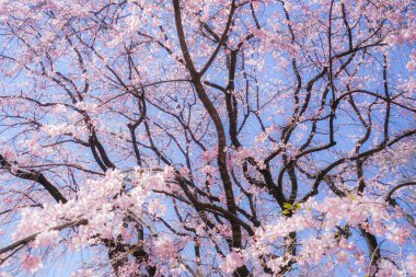 Ağlayan kiraz ağacı ve güneşli mavi gökyüzü