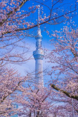 Tokyo Gökyüzü Ağacı ve Kiraz