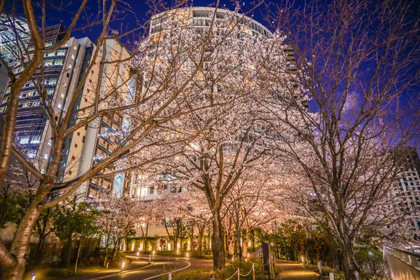 Van Akasaka Minato Tokio Kersenbloesems Stad — Stockfoto