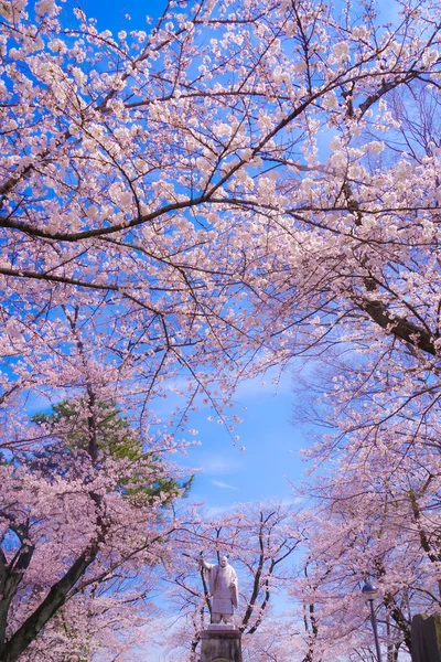 Cerisier Pleine Floraison Ikegami Honmonji — Photo