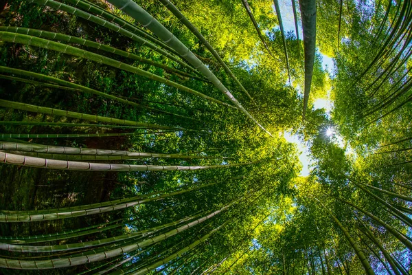 Sol Asoma Desde Bosque Bambú — Foto de Stock