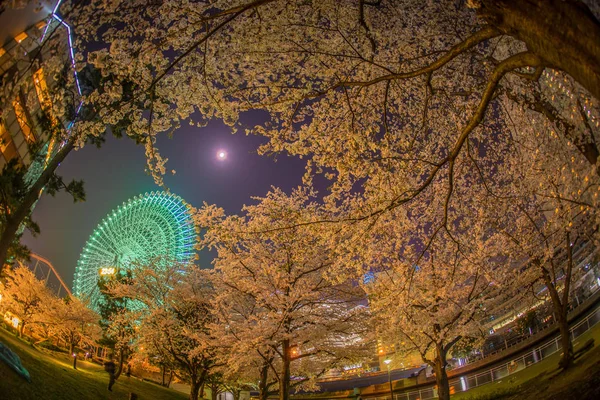 Kersenbloesems Het Reuzenrad Van Minato Mirai — Stockfoto