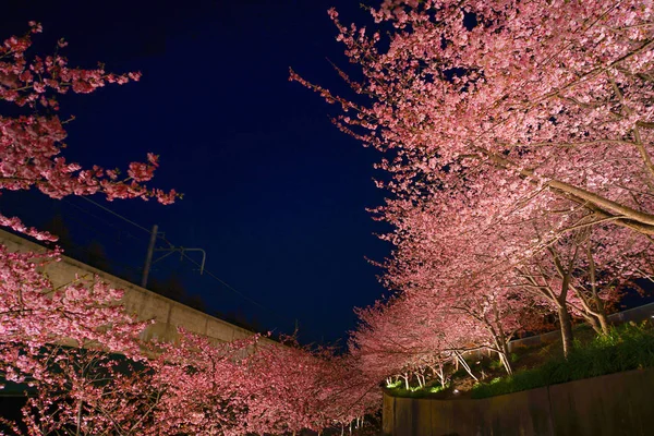 Miurakaigan的Sakura Kawazu — 图库照片