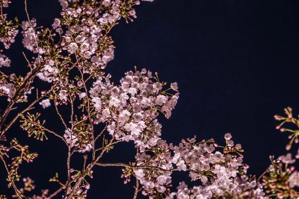 Roppongi Chome Sakura — Stock fotografie