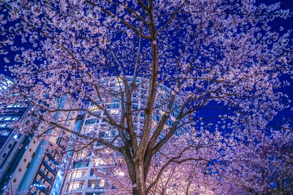 Akasaka Minato Tokyo Kiraz Çiçekleri Şehir — Stok fotoğraf