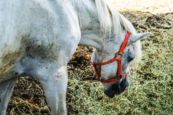 Animales Diferentes Enfoque Selectivo —  Fotos de Stock