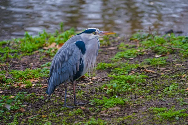 James Park Heron — Fotografia de Stock