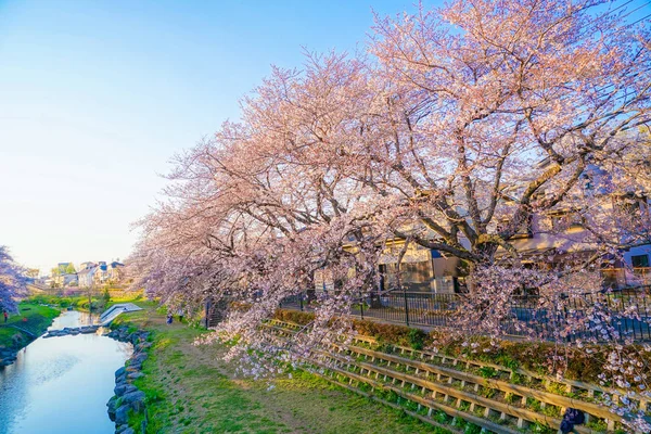 Wiosna Nogawa Chofu Tokio — Zdjęcie stockowe