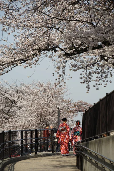 Vrouwen Van Kers Kimono Van Sumida Park — Stockfoto