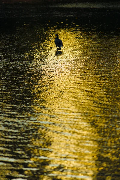 Heron Standing Twilight Inokashira Pond — Stock Photo, Image