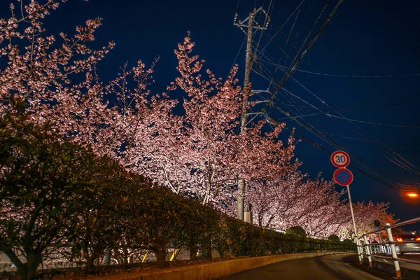 Kawazu樱桃树和训练Miurakaigan — 图库照片