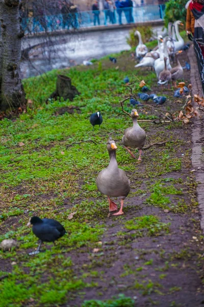 Cute Duck James Park — Stock Photo, Image