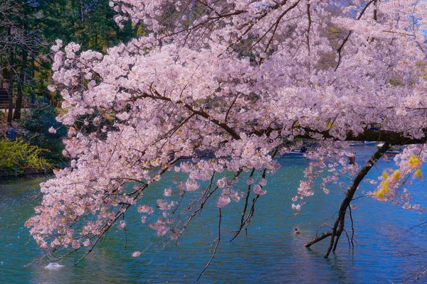 井の頭公園の満開の桜 — ストック写真