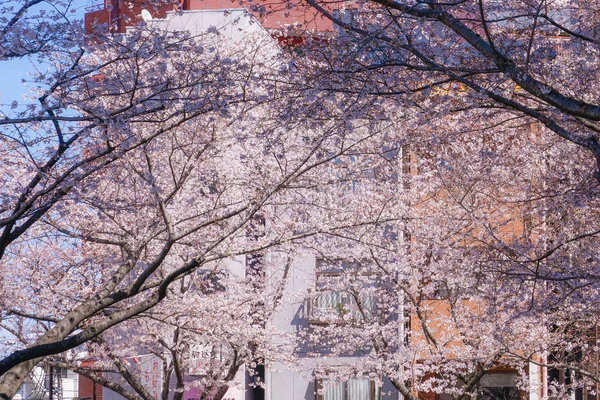 Kirschbäume Der Nähe Der Tokioter Metropolstation Komagom — Stockfoto