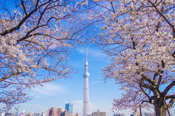 Tokyo Sky Tree Och Körsbär — Stockfoto