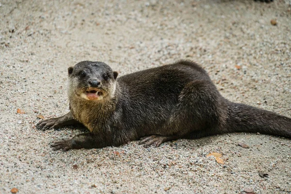 Cute oriental small-clawed otter image of