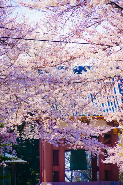 Körsbärsträd Full Blom Ikegami Honmonji — Stockfoto