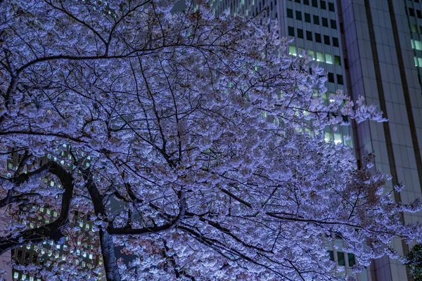 新宿摩天大楼和写字楼樱桃 — 图库照片