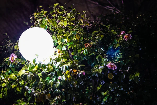椿のオブジェクトの選択的フォーカスを光る — ストック写真