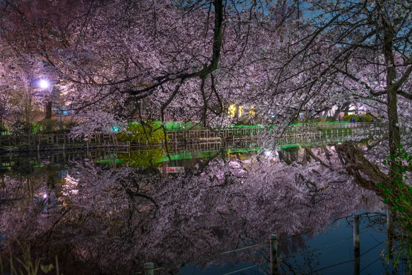 Inokashira公园 Inokashira公园 的樱花 — 图库照片