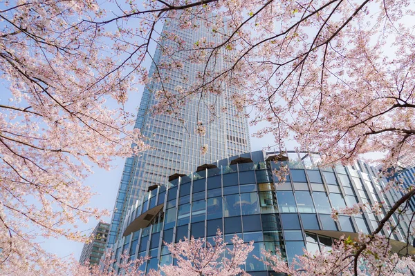 桜と東京ミッドタウンの満開 — ストック写真