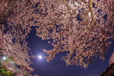 Gece kiraz çiçeklerini ve ayı görmeye gidiyorum.