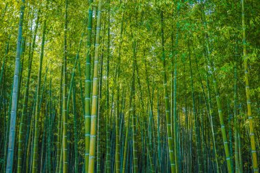 Kyoto Arashiyama bambu ormanı