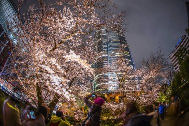 Mohri Bahçesi gece kiraz çiçeklerini görmeye gitmek ve Roppongi Tepeleri