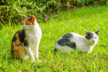 Kaplumbağa kabuğu kedi bozkırda yuvalanmış.