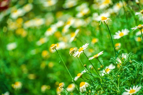 Białe Żółte Kwiaty Stokrotka Margaret Rumianek — Zdjęcie stockowe
