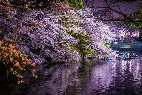 Από Chidorigafuchi Πρόκειται Δείτε Άνθη Κερασιάς Νύχτα — Φωτογραφία Αρχείου