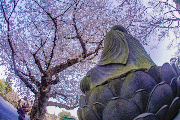 Plena Floración Del Cerezo Paisaje Kamakura Hasedera —  Fotos de Stock
