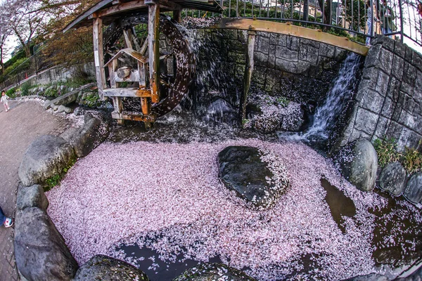 Spring Yamakita Stasyonu Kanagawa Ashigarakami Bölgesi — Stok fotoğraf