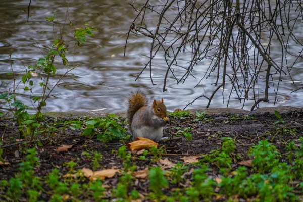 James Park Cute Squirrel — Stock Photo, Image