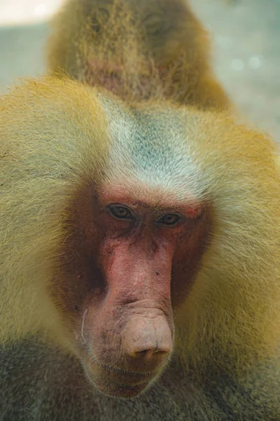 Afbeelding Van Bavianen Van Singapore Zoo — Stockfoto